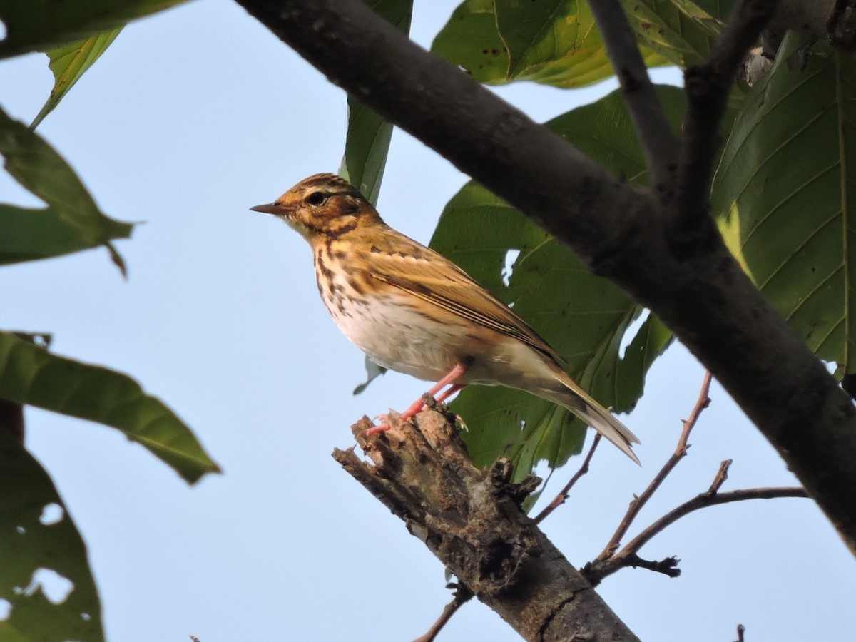 Olive-backed Pipit - ML41058311