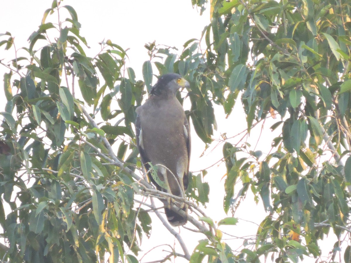 Crested Serpent-Eagle - ML41058371
