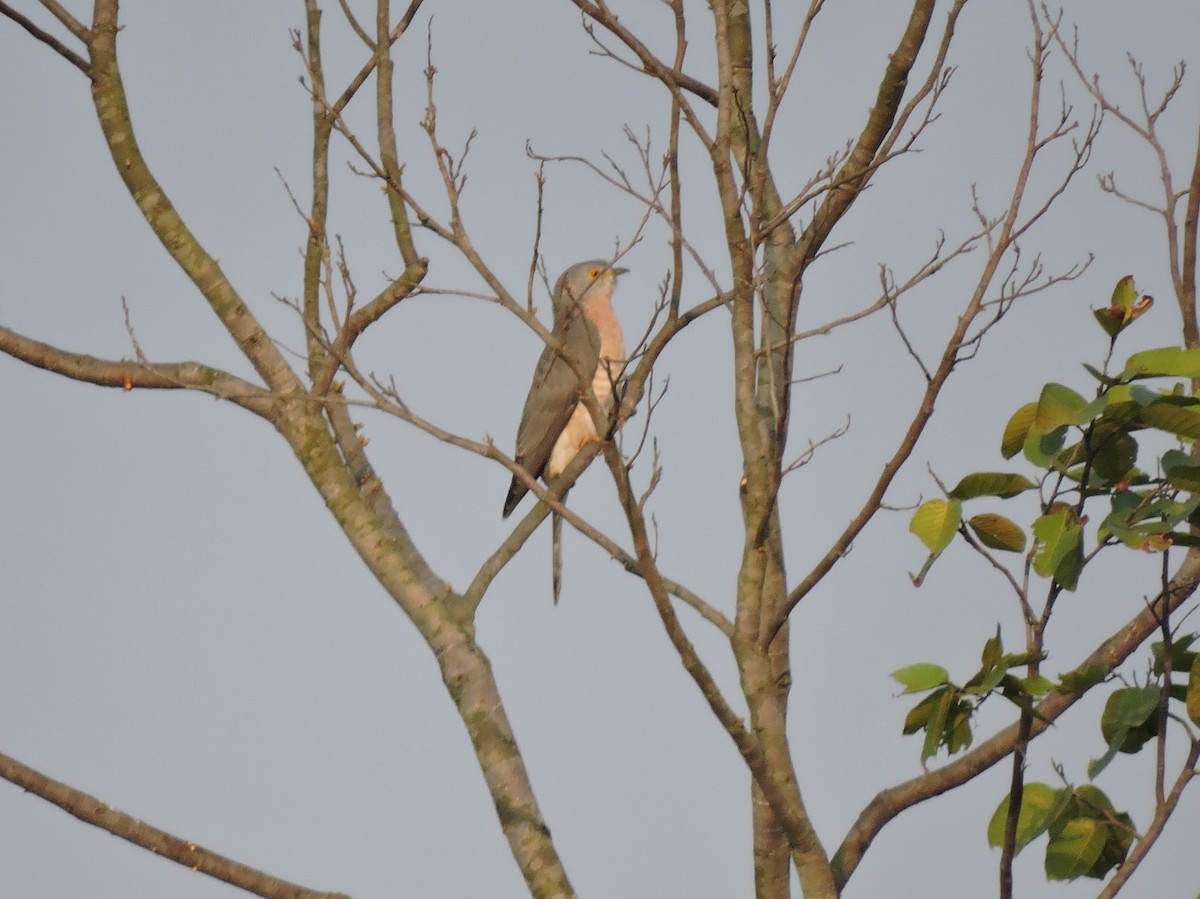 Common Hawk-Cuckoo - Sourav  Dinda