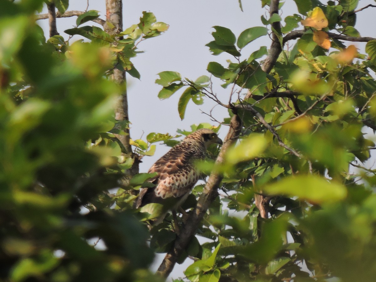 Crested Serpent-Eagle - ML41058461