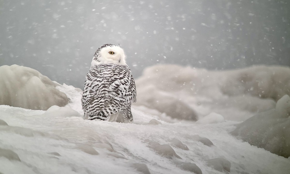 Snowy Owl - ML410585261