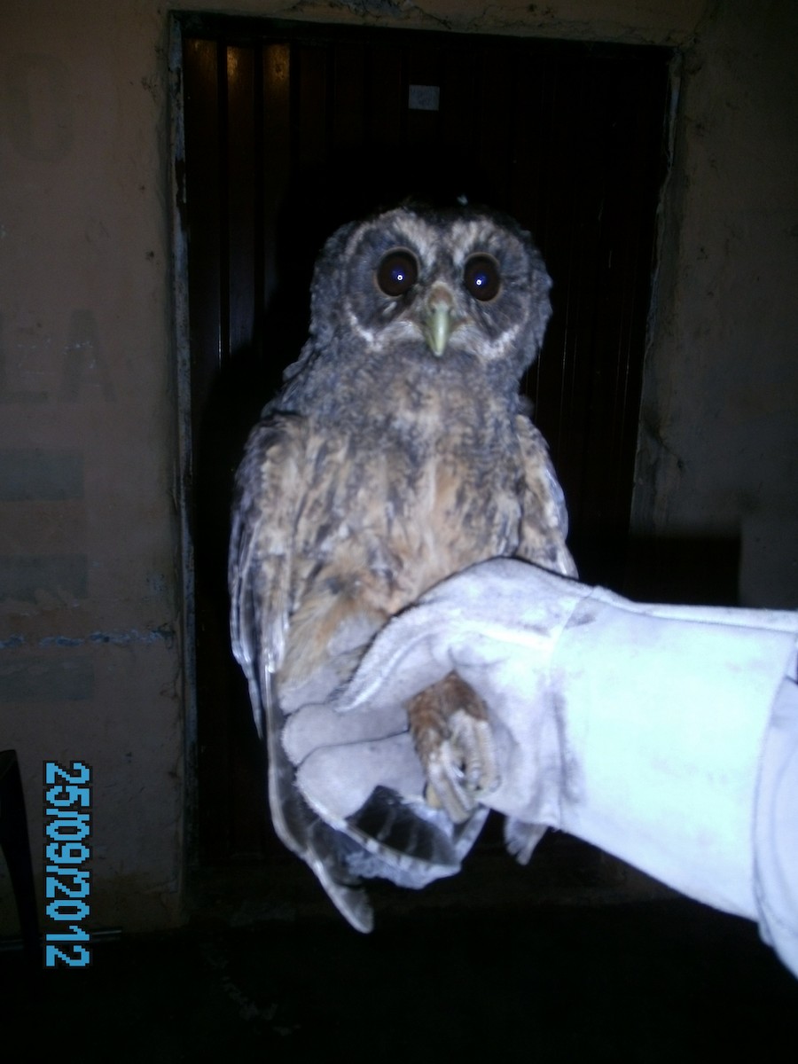 Mottled Owl - ML410585501