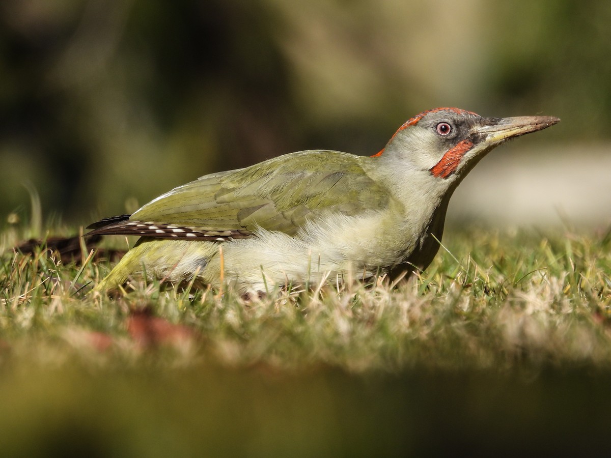 Iberian Green Woodpecker - ML410585721