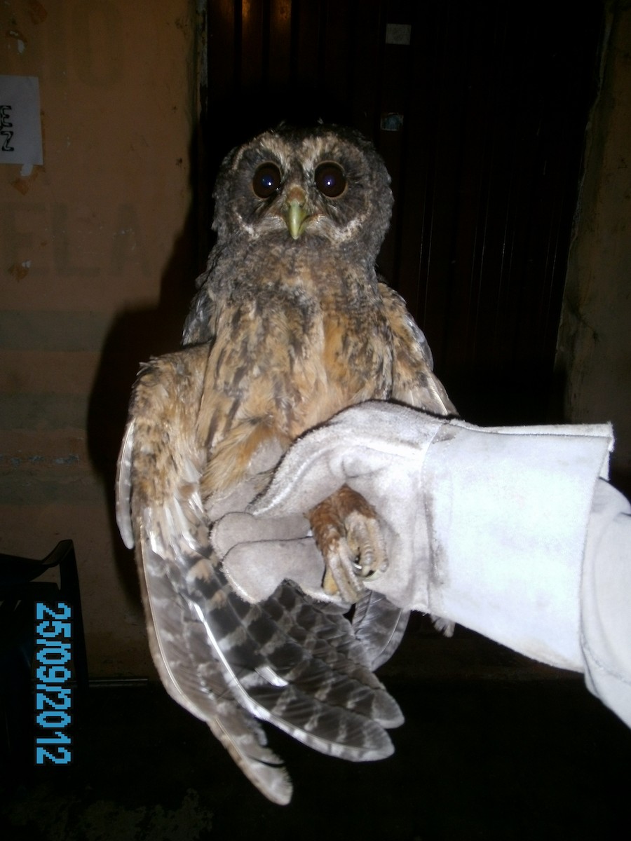 Mottled Owl - Luis Mieres Bastidas