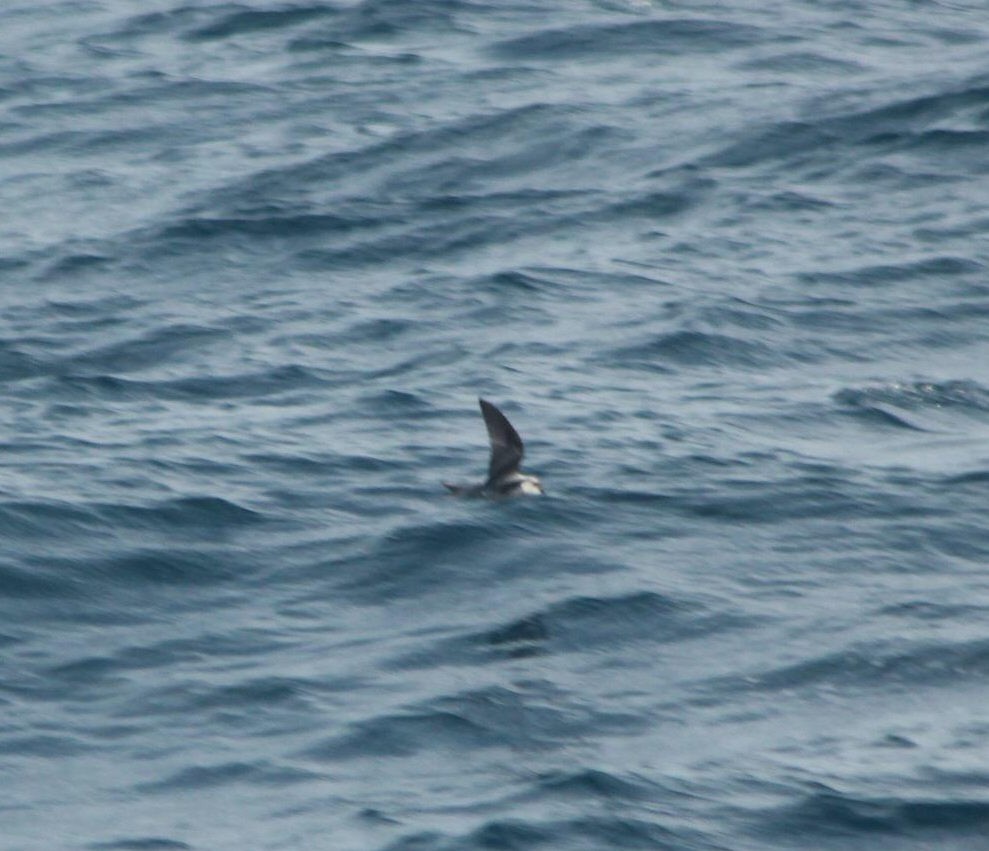 Fork-tailed Storm-Petrel - ML41058601