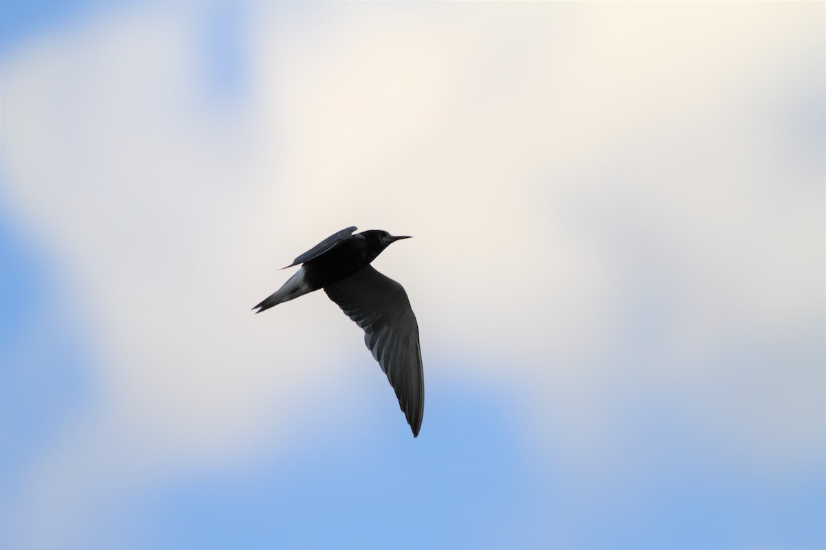 Black Tern - ML410590831