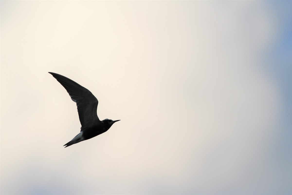 Black Tern - ML410590911