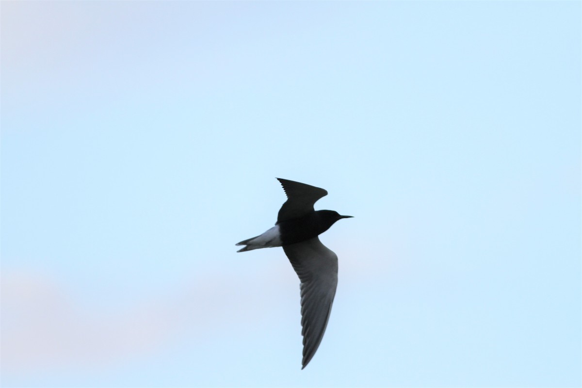 Black Tern - ML410590951