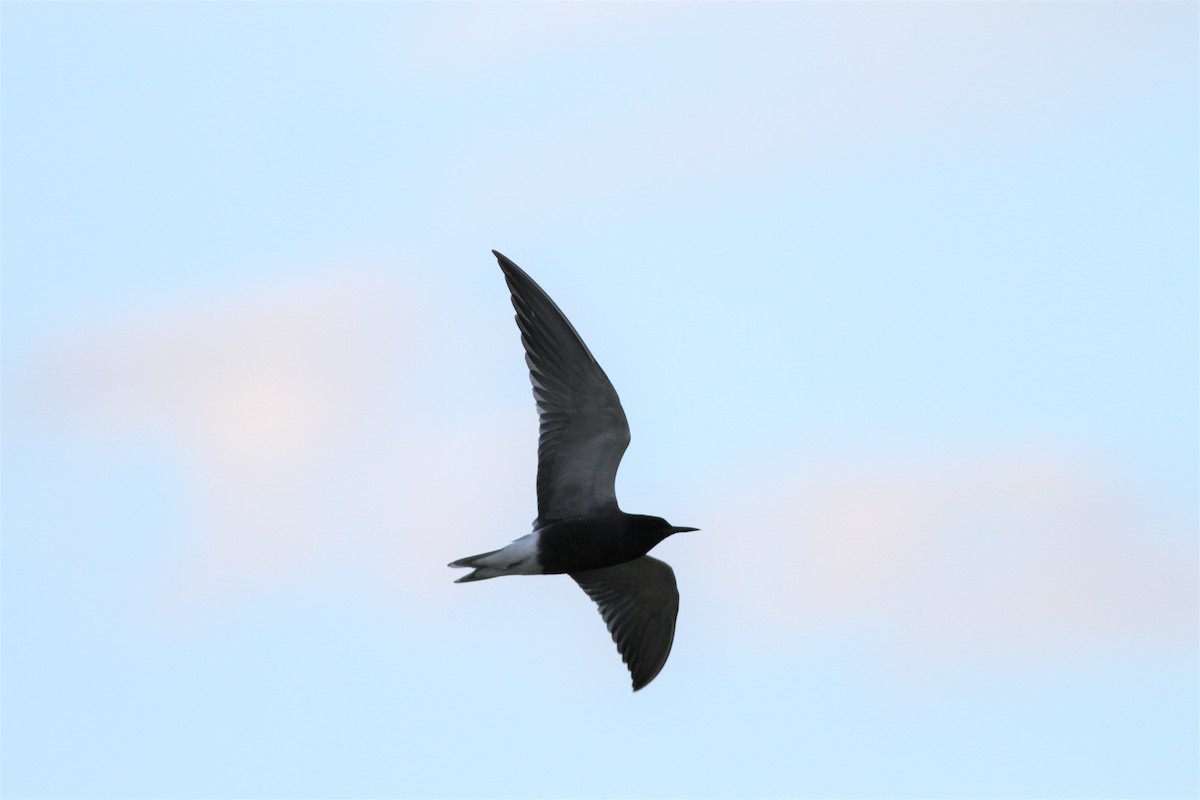 Black Tern - ML410590961