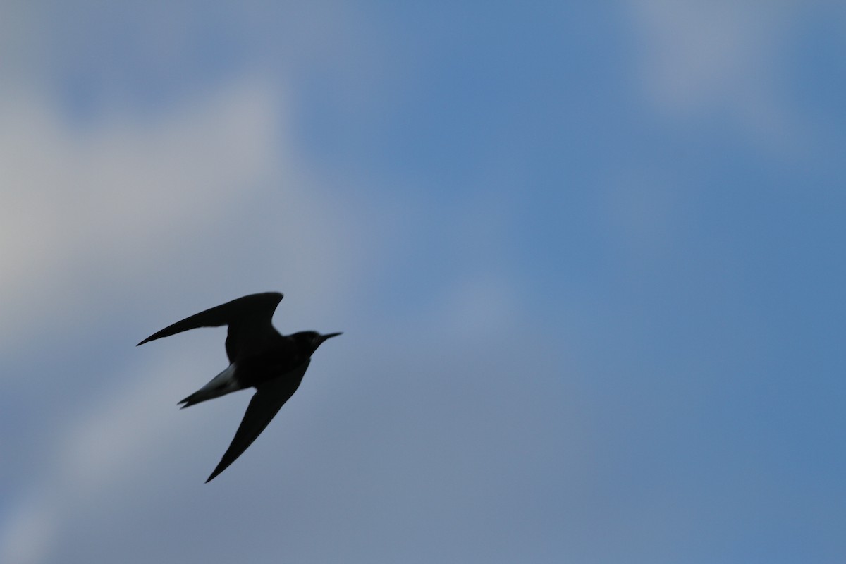 Black Tern - ML410590971