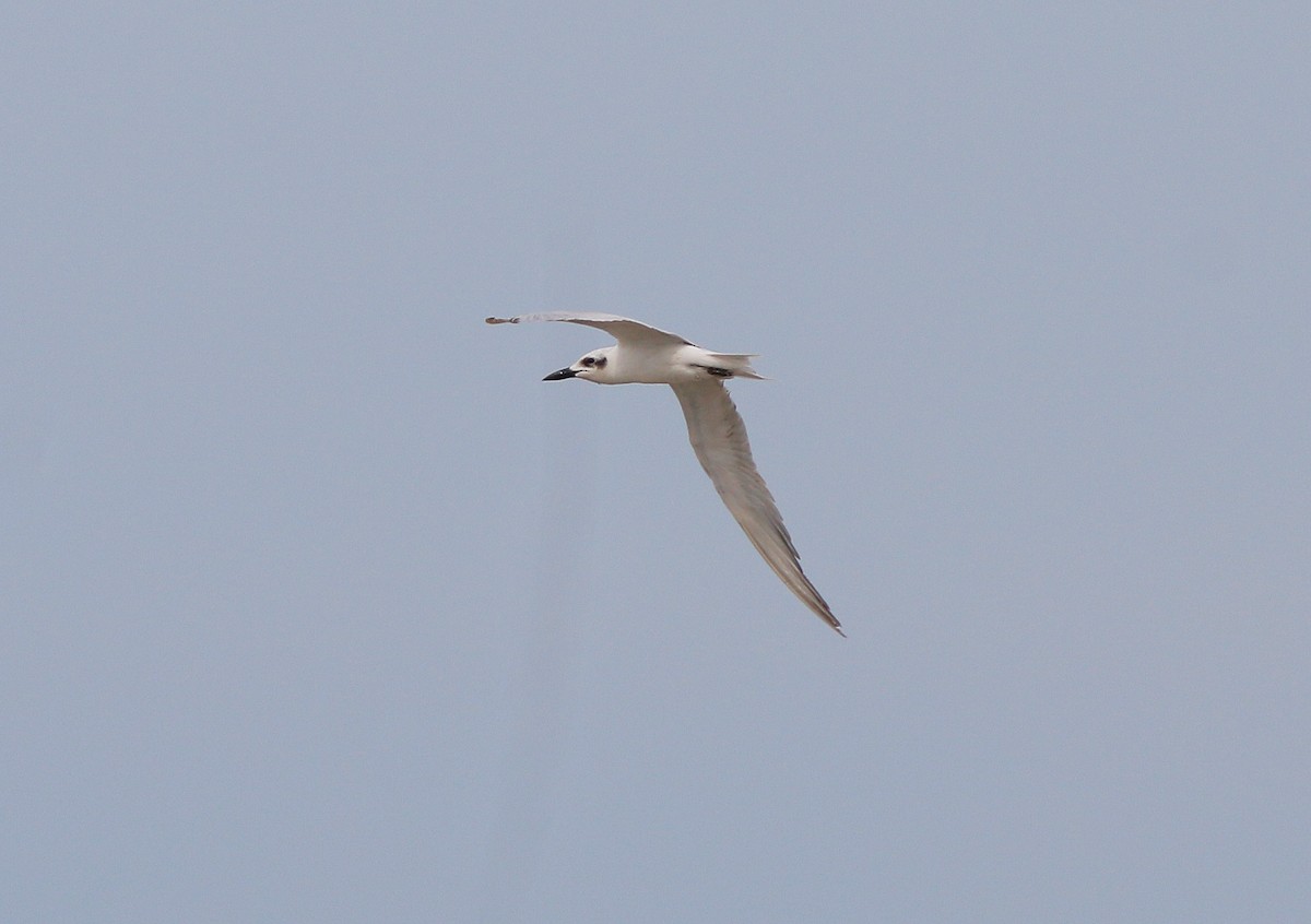 Gull-billed Tern - Neoh Hor Kee