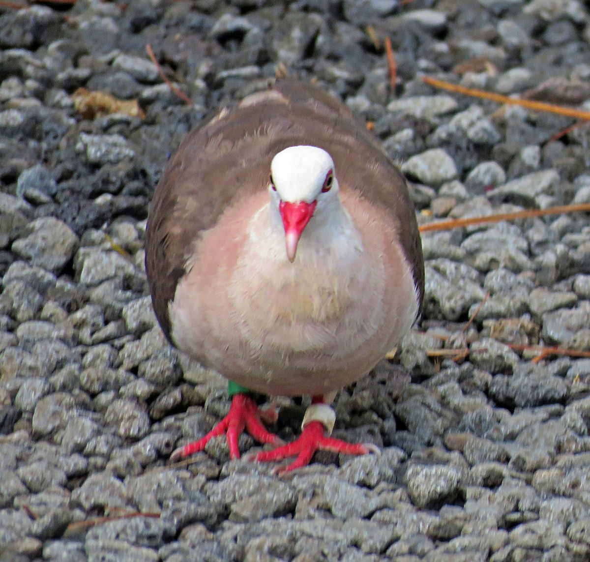 Pink Pigeon - ML410594961
