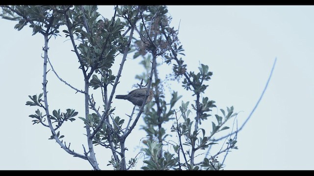 Santa Marta Çıtkuşu - ML410596051