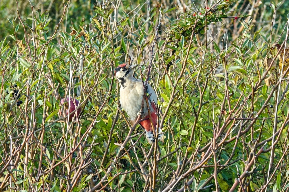 Great Spotted Woodpecker - ML410597711