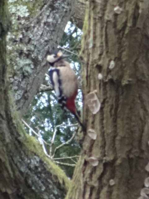 Great Spotted Woodpecker - ML410601571