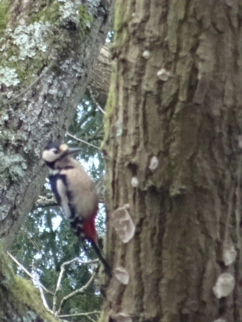 Great Spotted Woodpecker - ML410601671