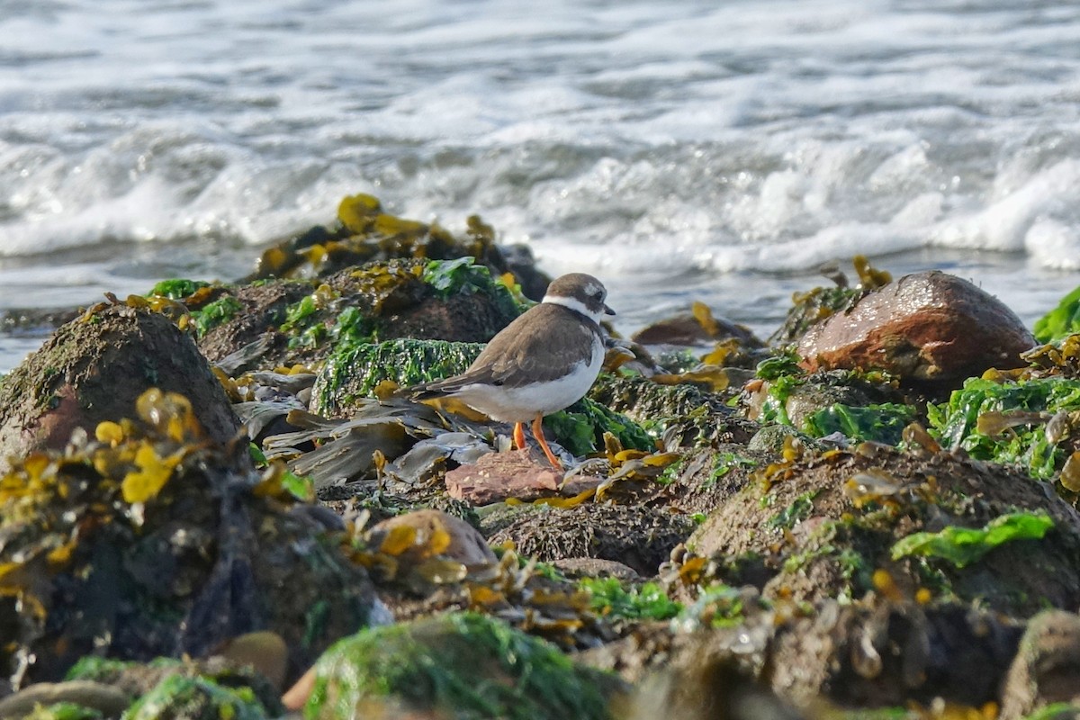 Common Ringed Plover - ML410602451