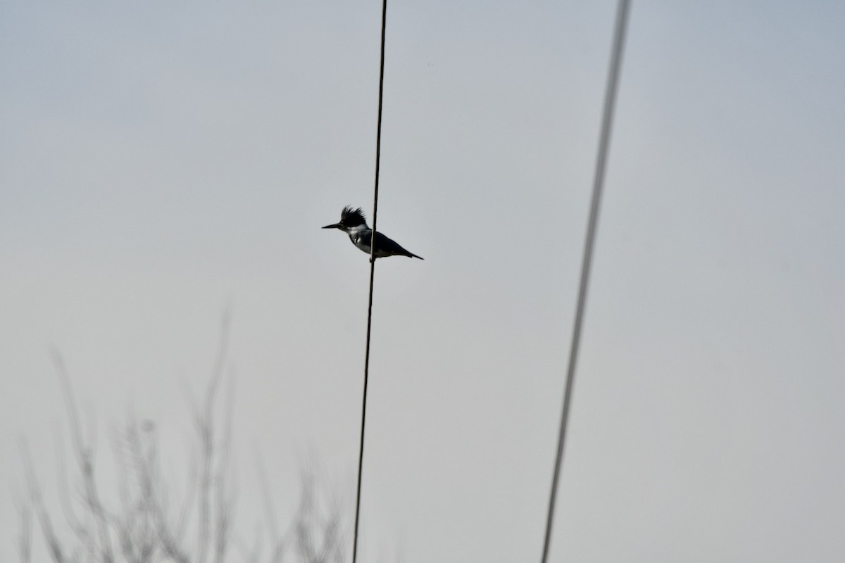Belted Kingfisher - ML410603621