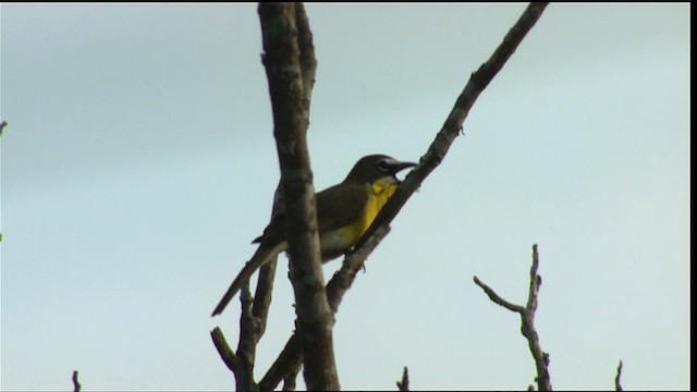 Yellow-breasted Chat - ML410604