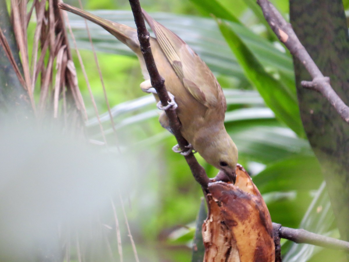 Palm Tanager - ML410608231