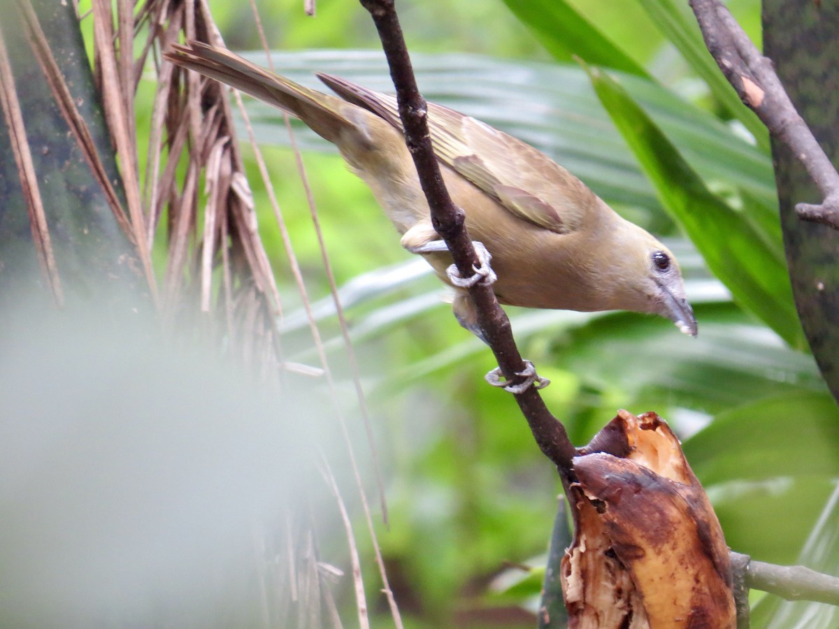 Palm Tanager - ML410608241