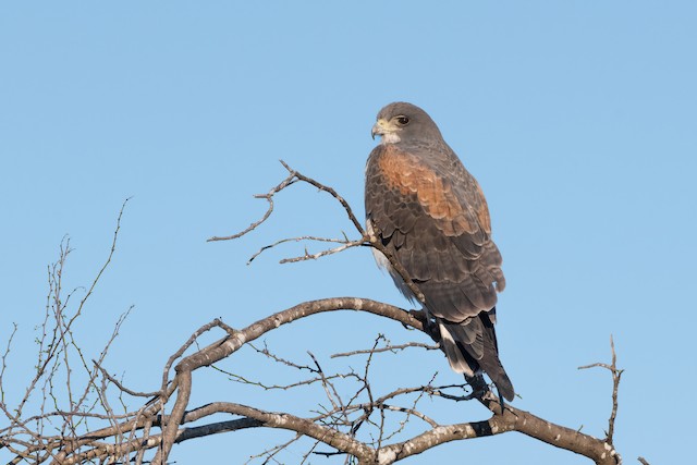 White-tailed Hawk