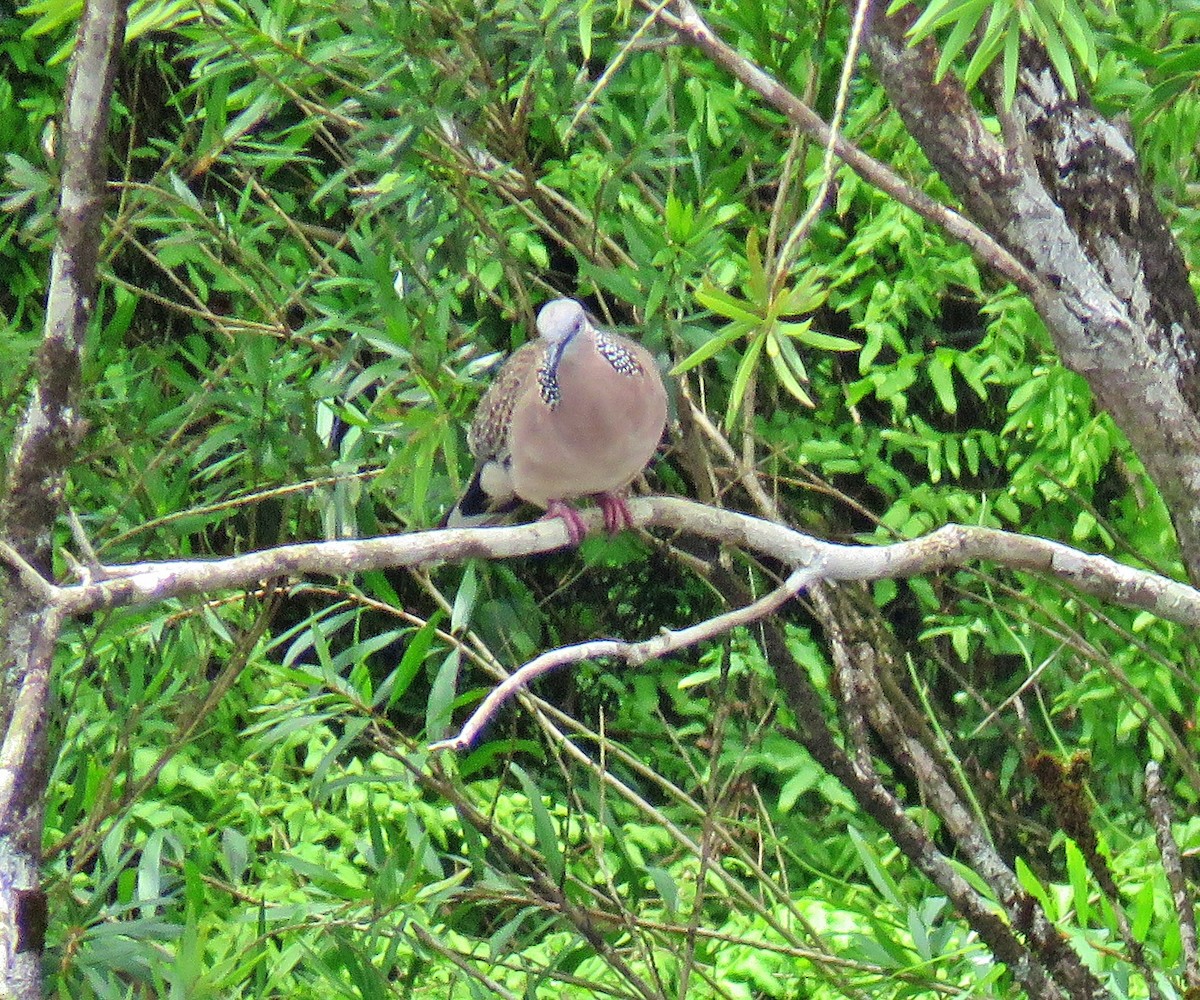 Spotted Dove - ML410610971