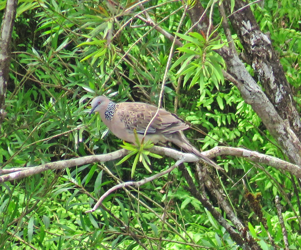 Spotted Dove - ML410610981