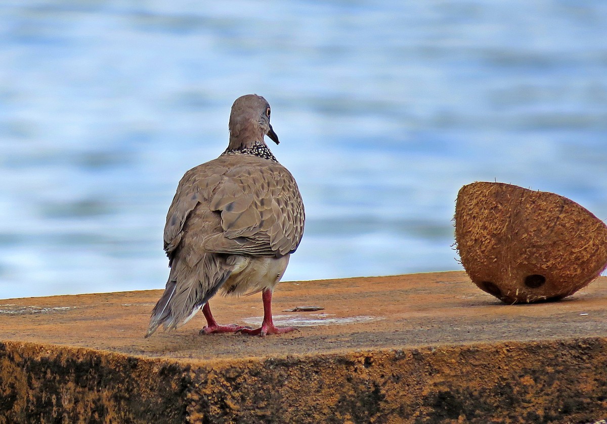 Spotted Dove - ML410610991