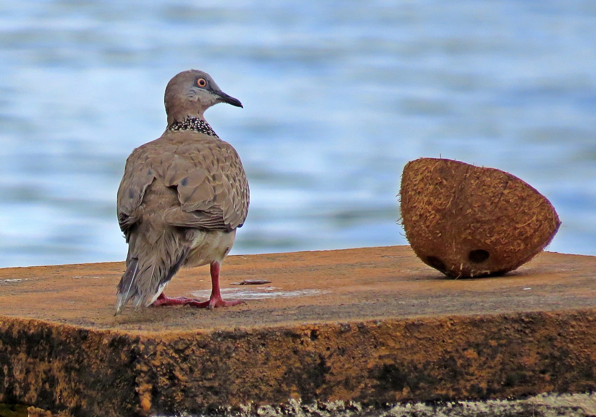 Spotted Dove - ML410611051
