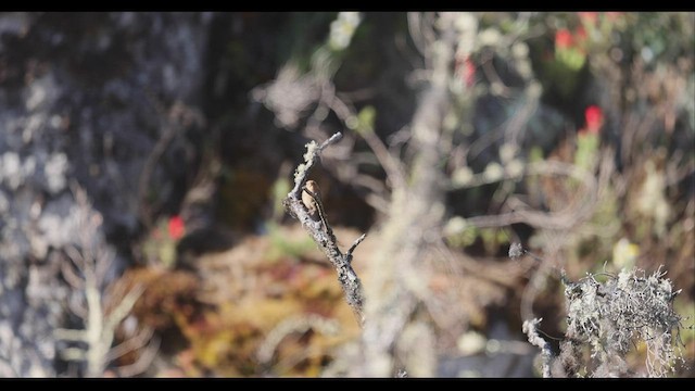 Santa Marta Çıtkuşu - ML410612681