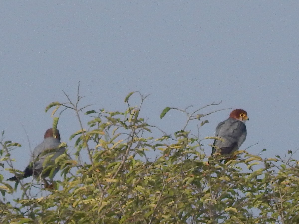 Red-necked Falcon - Sivakumar Ramasamy