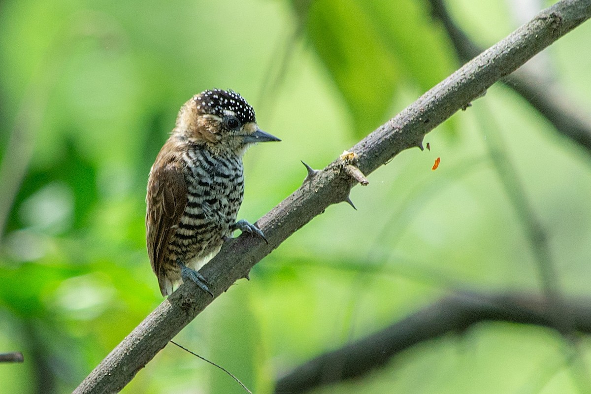 White-barred Piculet - ML410614231