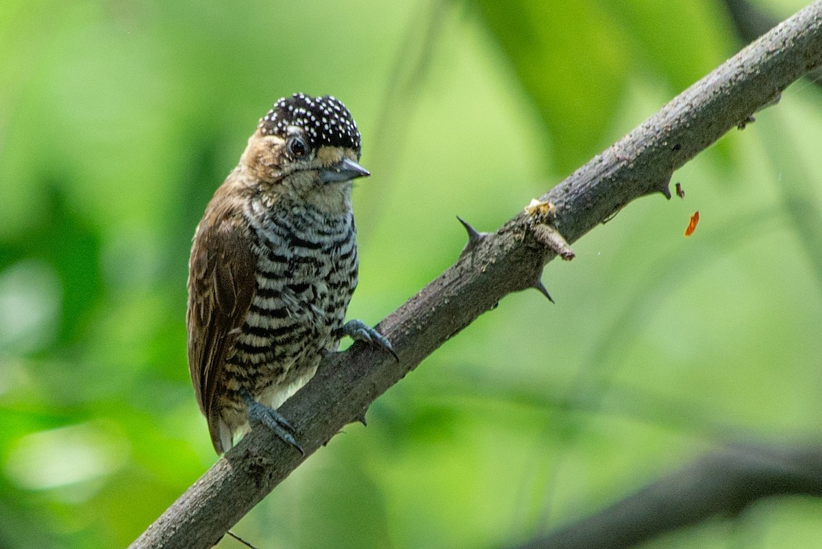 White-barred Piculet - ML410614241