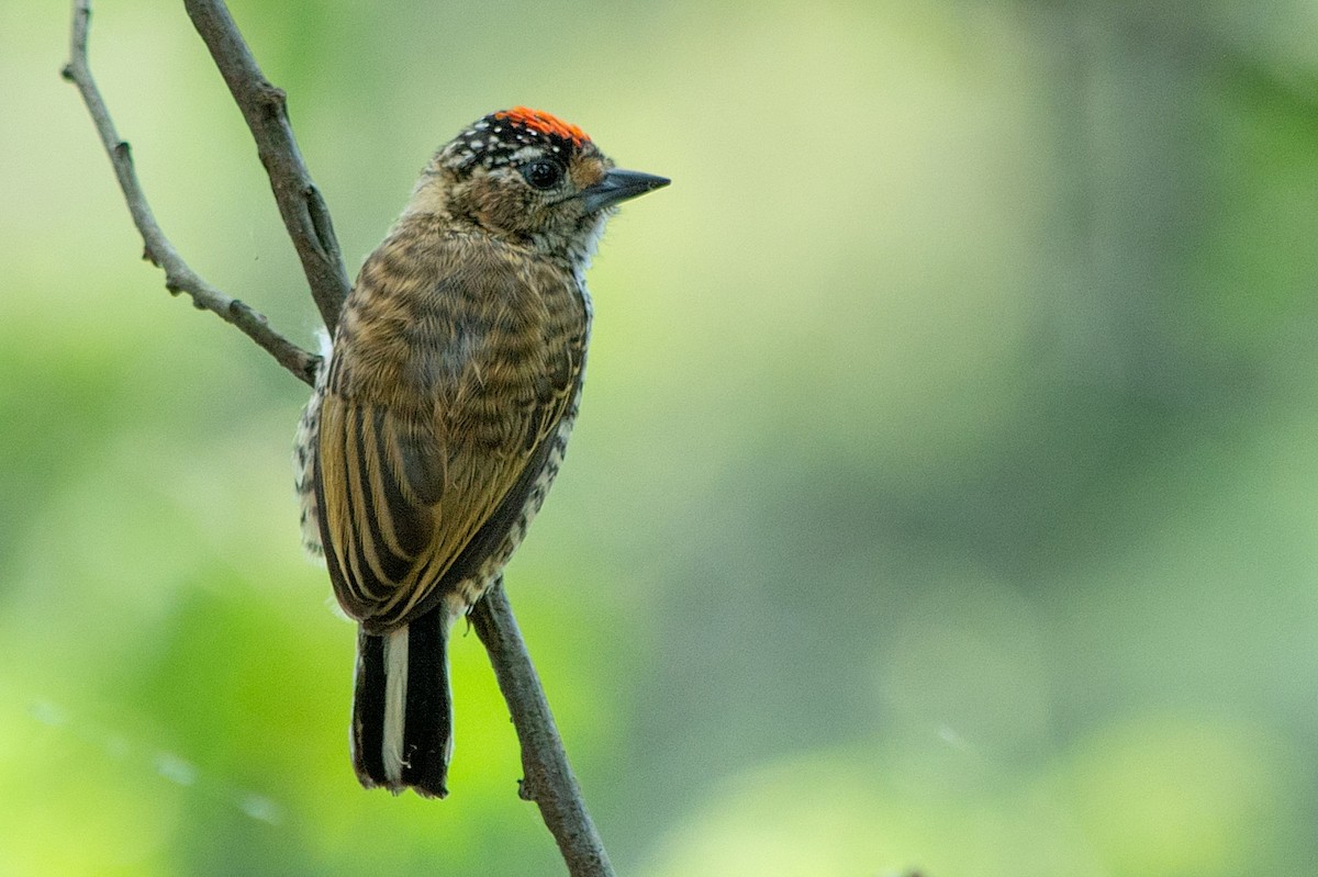 White-barred Piculet - ML410614261