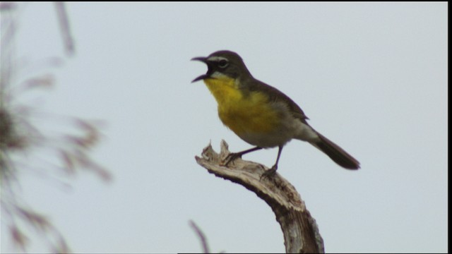 Yellow-breasted Chat - ML410616