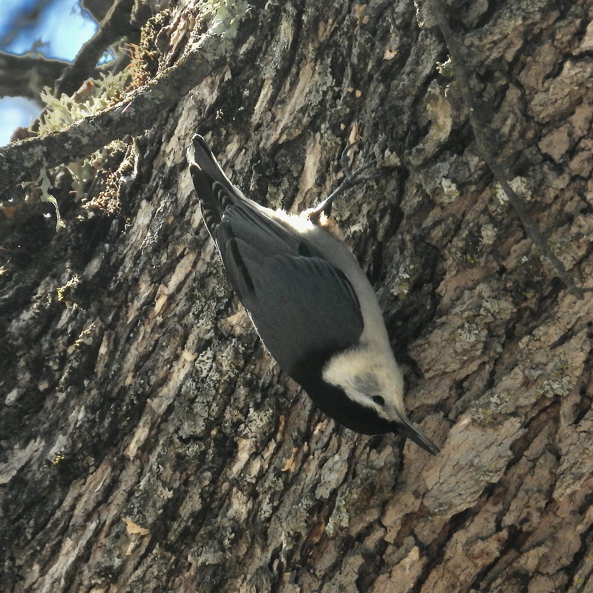 White-breasted Nuthatch - ML410616271