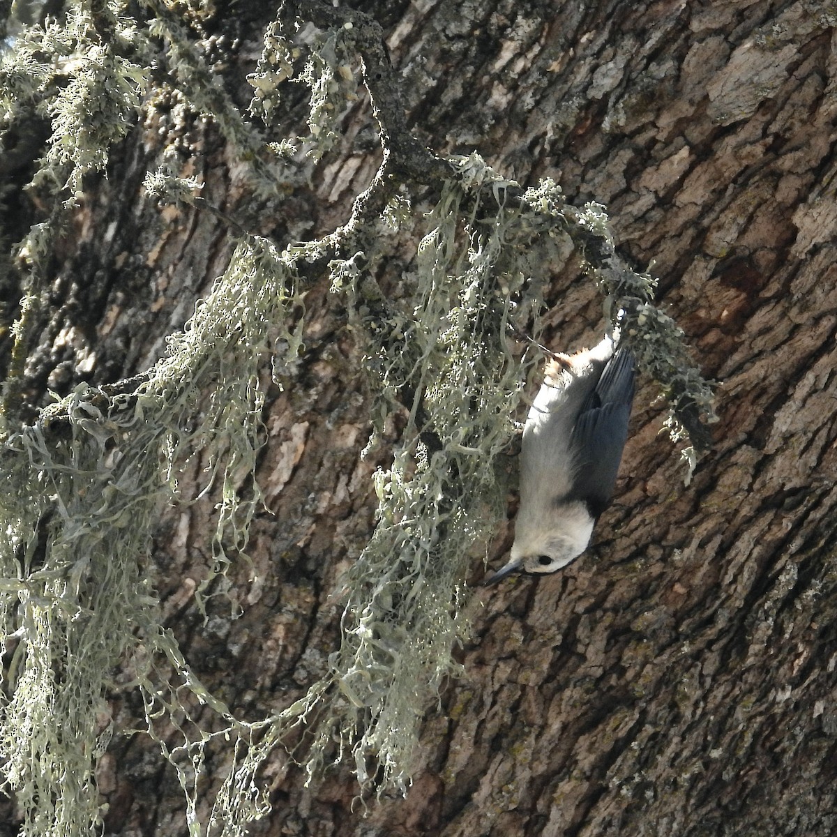 White-breasted Nuthatch - ML410616371