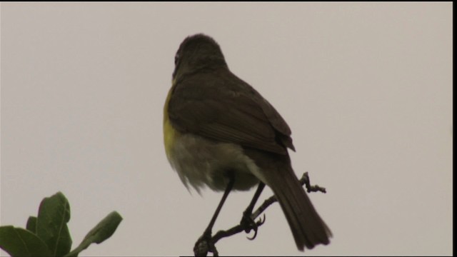 Yellow-breasted Chat - ML410622
