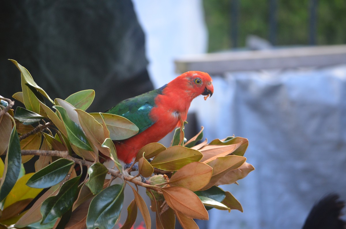 Australian King-Parrot - Anneliese Simke