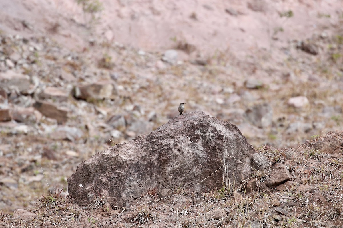Rock Wren (Central American) - ML410625451