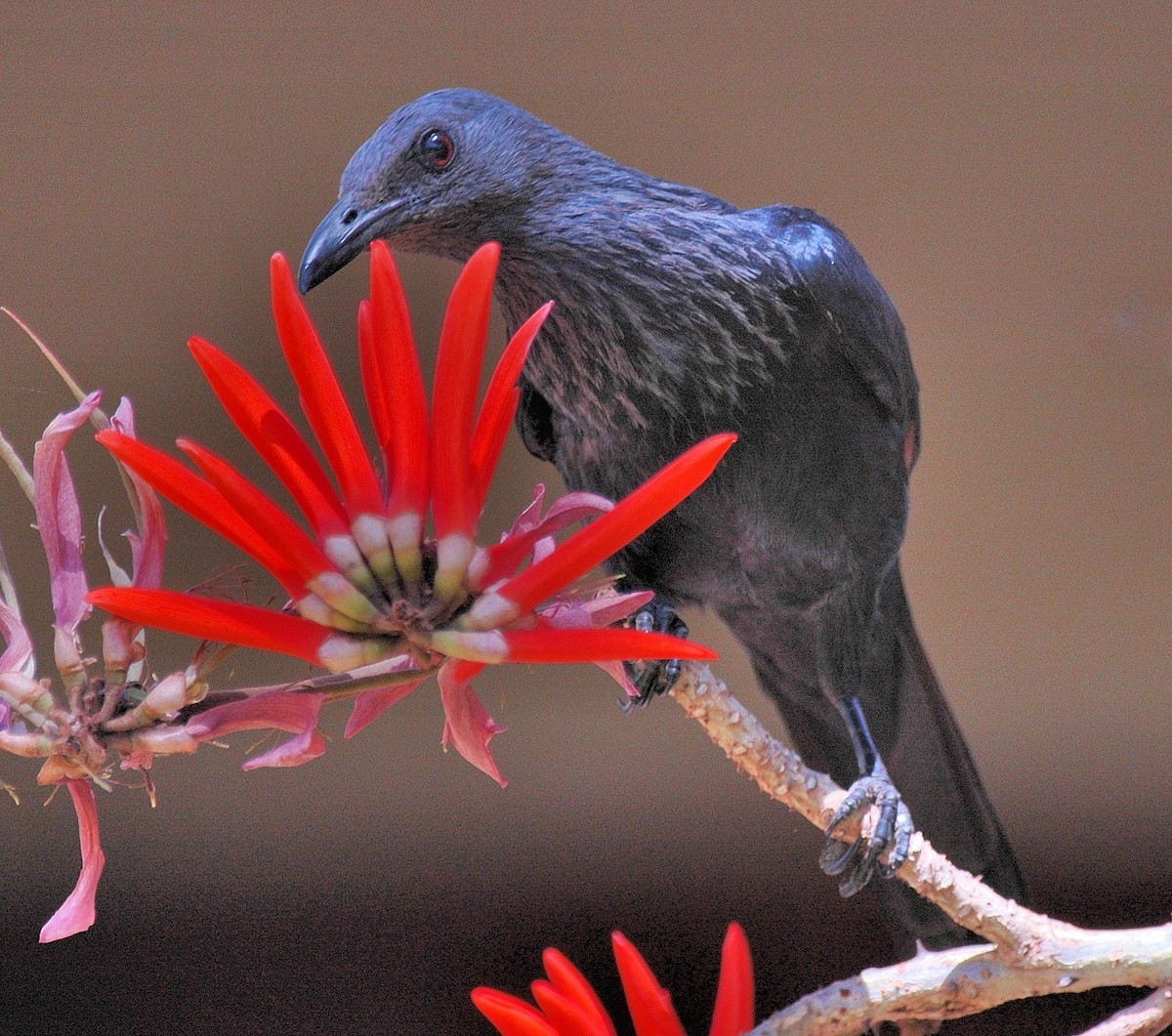 Red-winged Starling - ML41062621