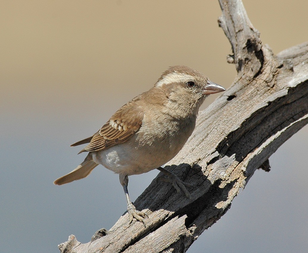 Yellow-throated Bush Sparrow - ML41062781