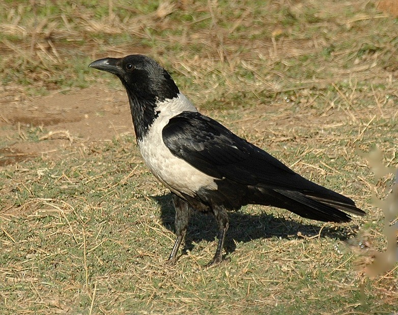 Pied Crow - Georges Olioso