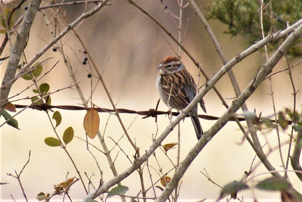 Chipping Sparrow - ML410639041