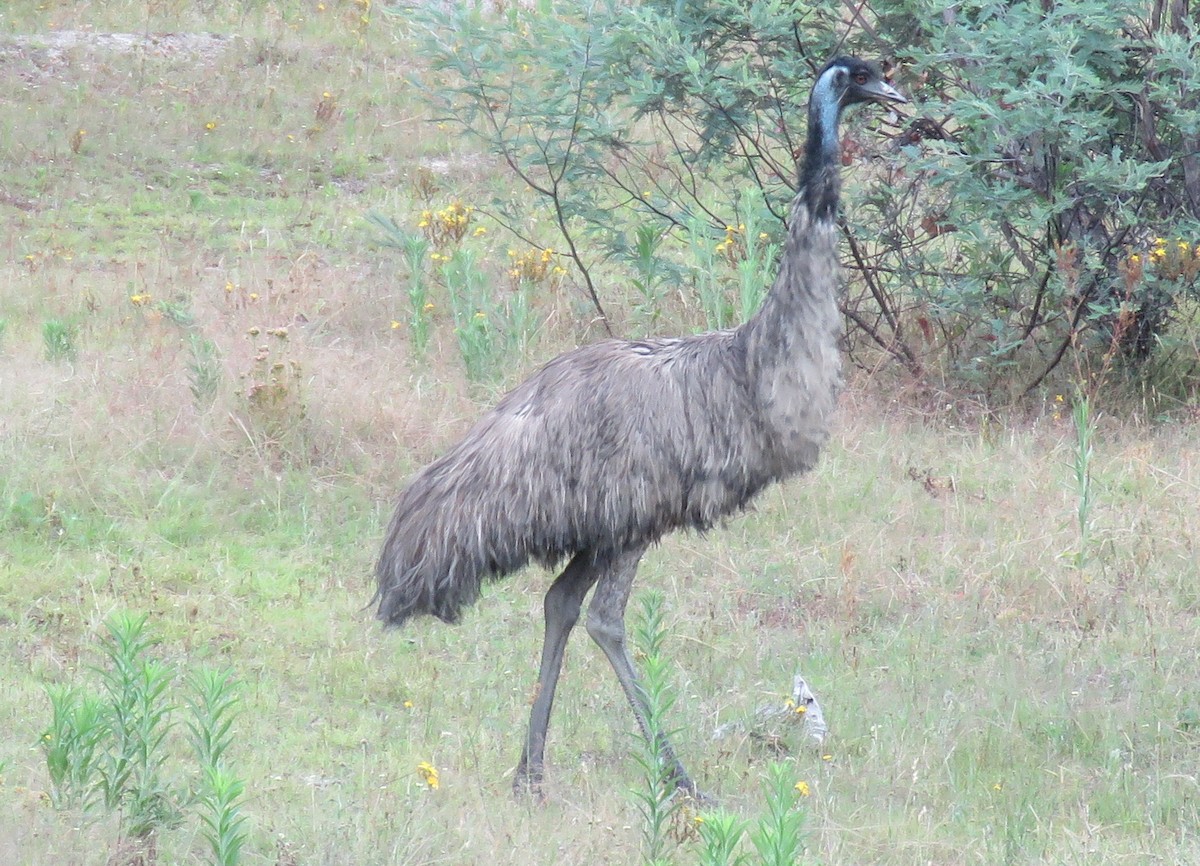 emu hnědý - ML410647091