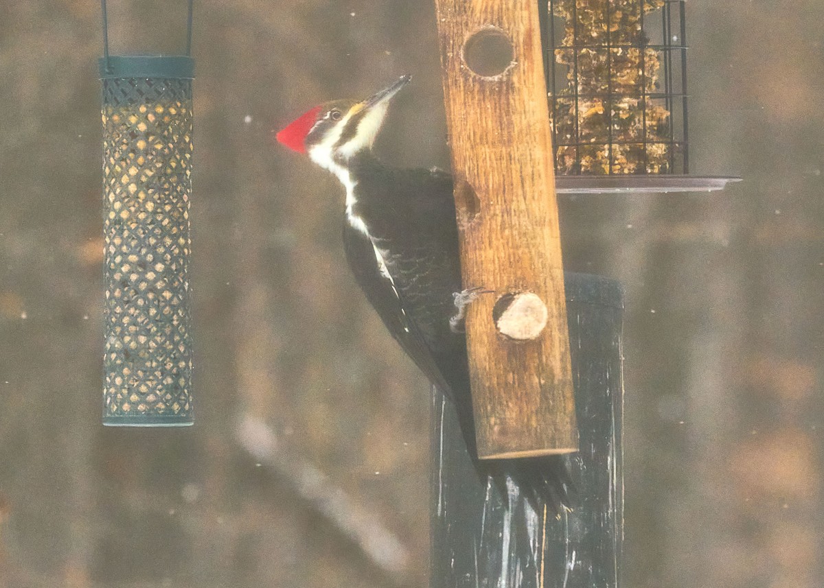 Pileated Woodpecker - ML410647951