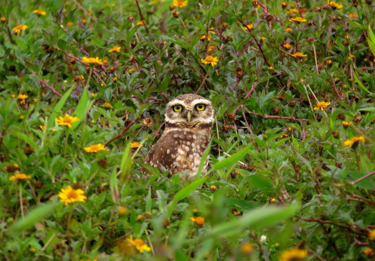 Burrowing Owl - ML410650011