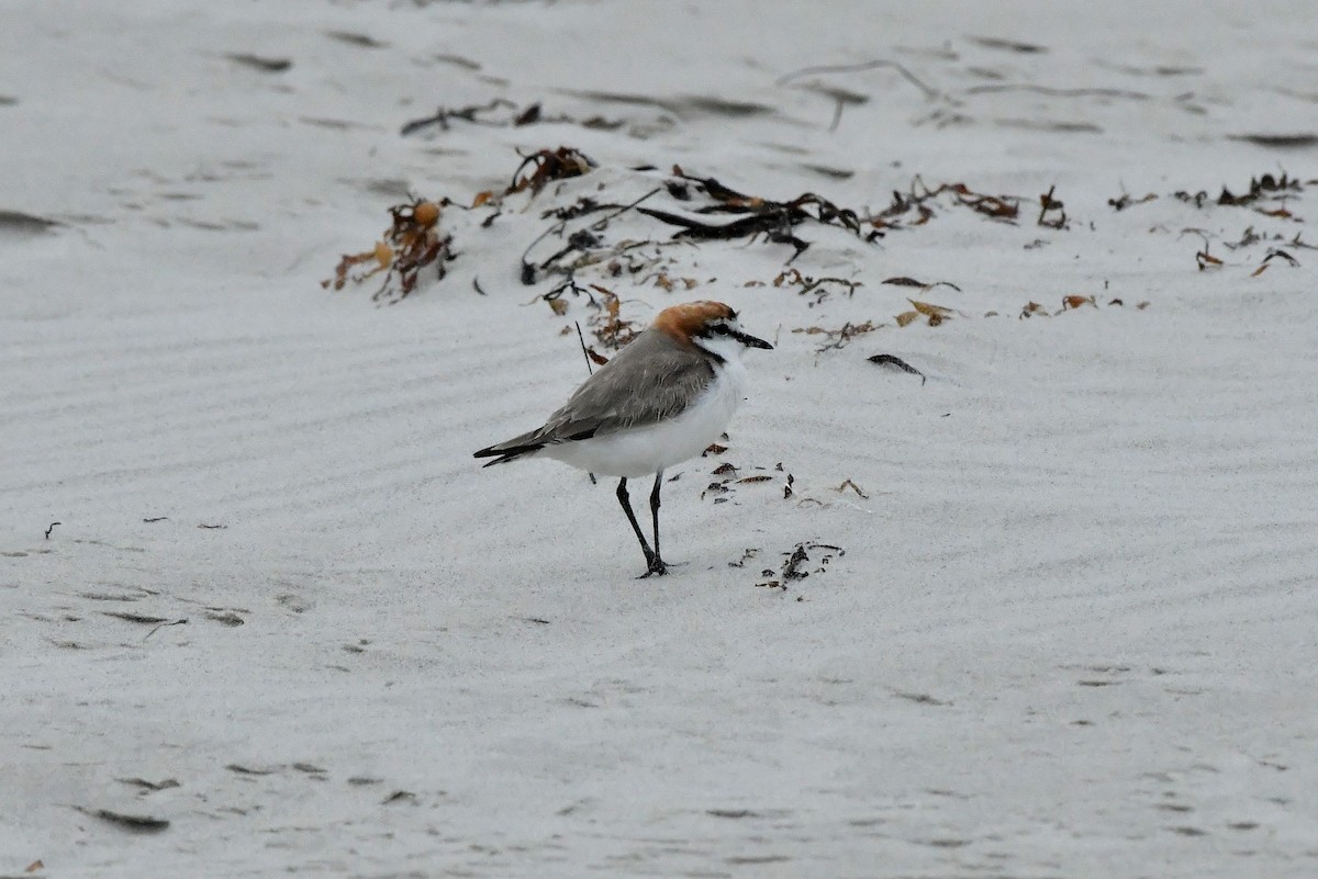 Red-capped Plover - ML410653091