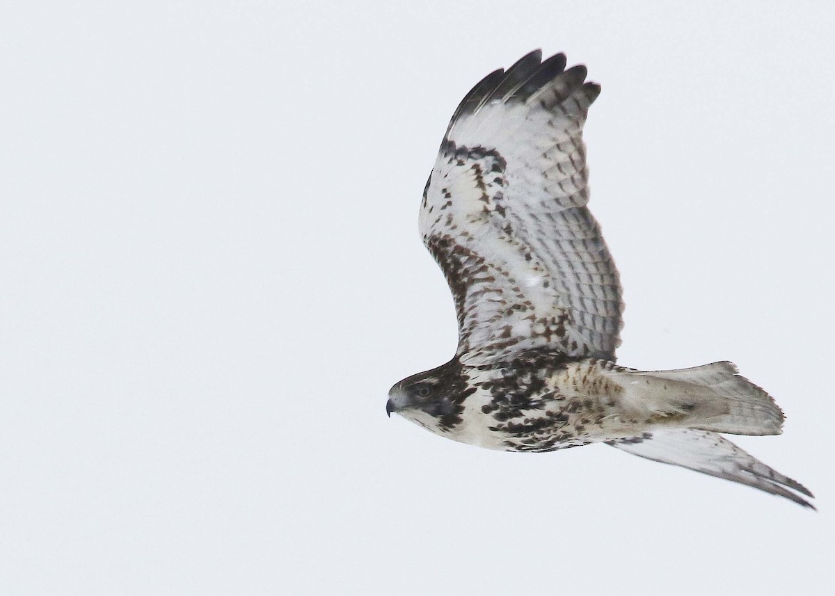 Red-tailed Hawk - ML410659951